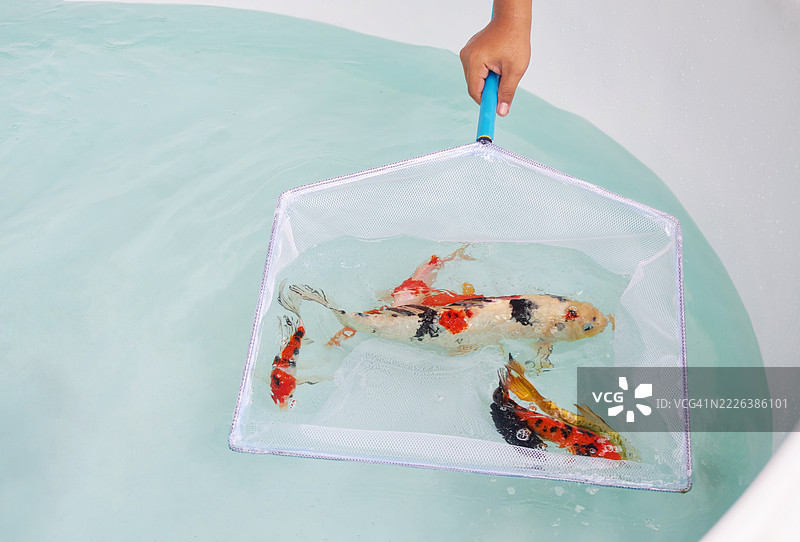 照顾锦鲤：网中的鱼图片素材