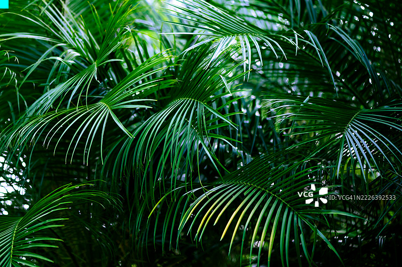热带森林中棕榈叶的自然背景。图片素材