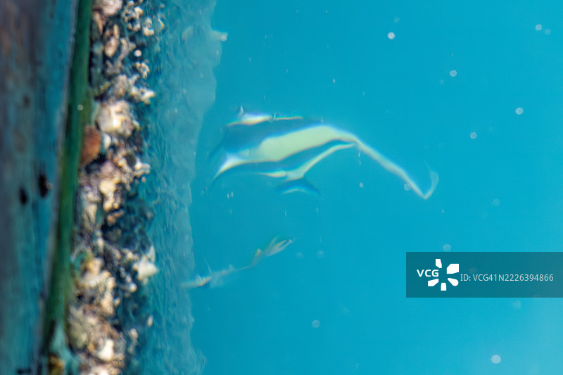 摩尔鱼，角鳍鱼，线鳍蝴蝶鱼，金带蝴蝶鱼，座间味港的风景。图片素材