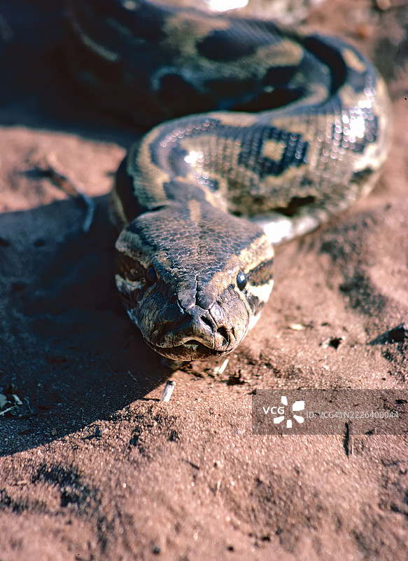 非洲岩蟒图片素材