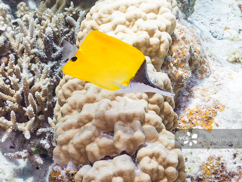 美丽的钳嘴鱼,黄色长鼻蝴蝶鱼(Forcipiger flavissimus)和其他鱼类在美妙的珊瑚礁中。图片素材