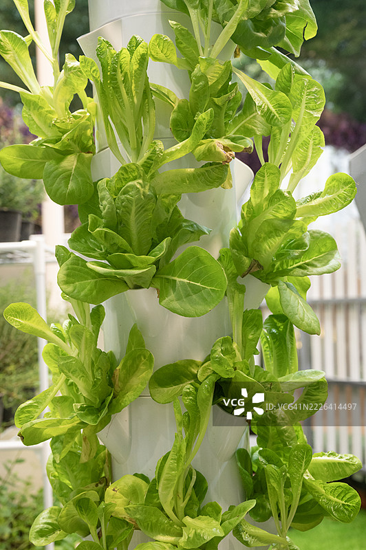 垂直花园中的绿色沙拉叶图片素材