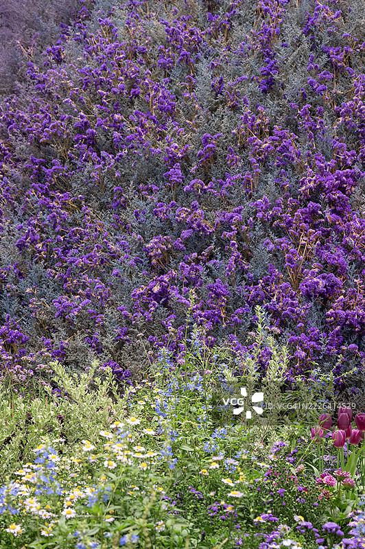 一排花朵，颜色混合，包括紫色、蓝色和白色。图片素材