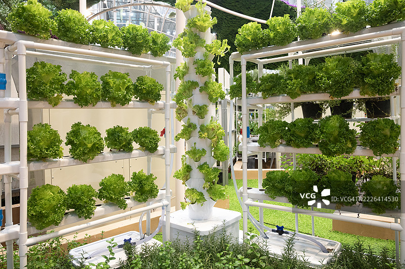 垂直花园中的绿色沙拉叶图片素材