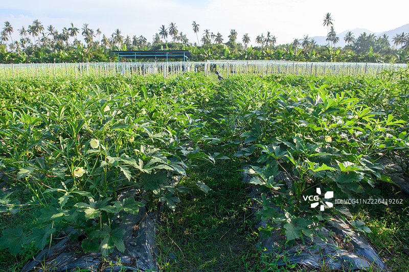 秋葵田图片素材