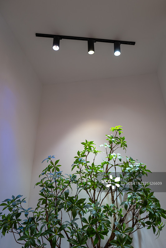 轨道灯照亮的室内植物图片素材