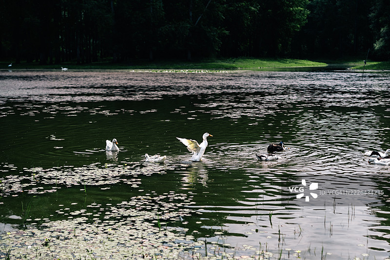 一群鸭子在宁静的池塘中游泳，池塘上覆盖着睡莲，中央有一只白鸭在伸展翅膀，周围是平静的水面和背景中的森林。图片素材