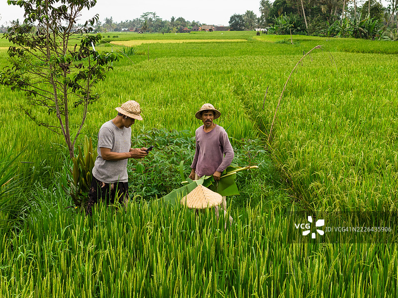 农民在阴云密布的天空下的郁郁葱葱的稻田里工作图片素材