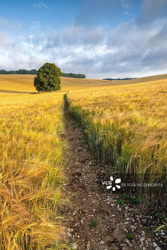 丰收的小麦 II图片素材