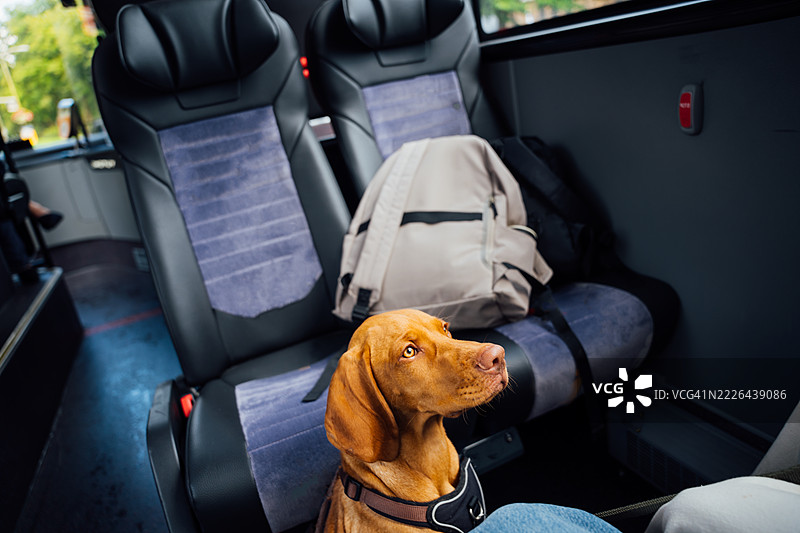 好奇的小维兹拉犬乘坐公交车旅行图片素材