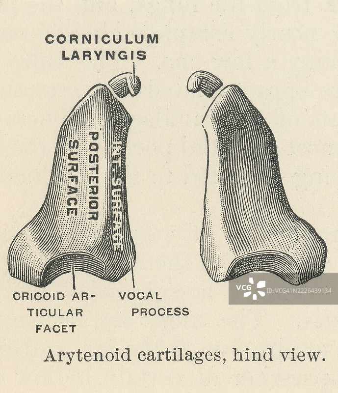老式雕刻插图，显示了会厌软骨，这是一对位于喉部（声带）的小型金字塔形软骨，在发声和呼吸中起着至关重要的作用。图片素材