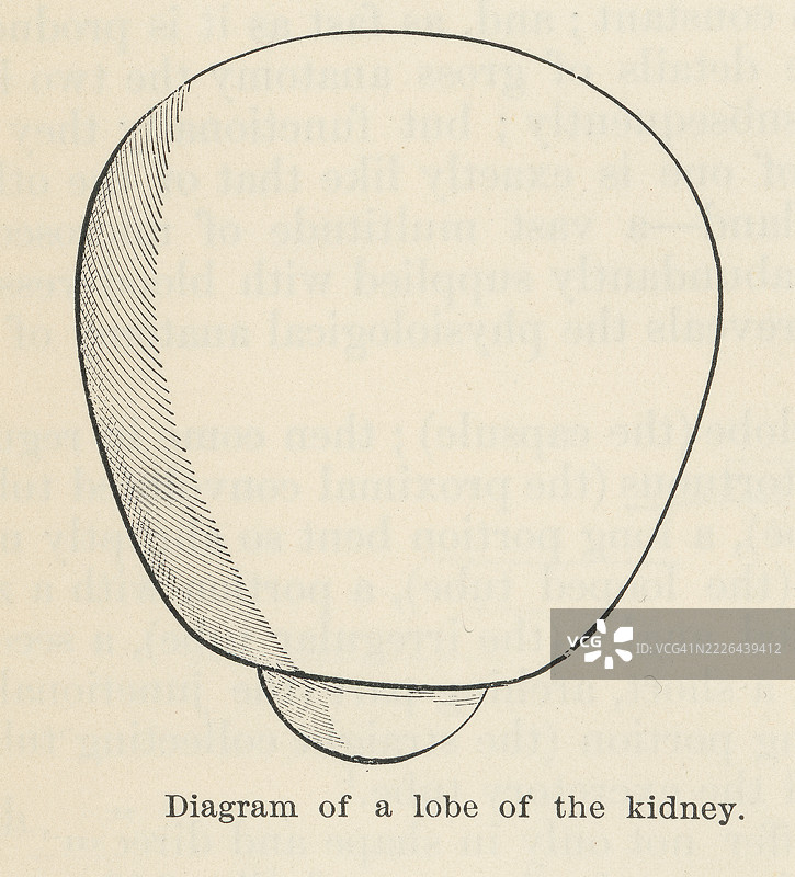 旧版雕刻插图，展示了肾叶的示意图，肾的结构组成部分，包括肾锥体和周围的皮质组织。图片素材