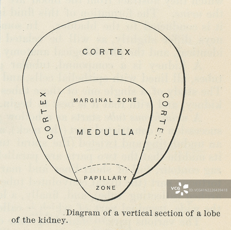 旧版雕刻插图，展示了肾叶的示意图，肾的结构组成部分，包括肾锥体和周围的皮质组织。图片素材