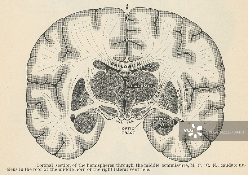 旧版雕刻插图的人体解剖 - 通过中间连合的冠状切面图片素材