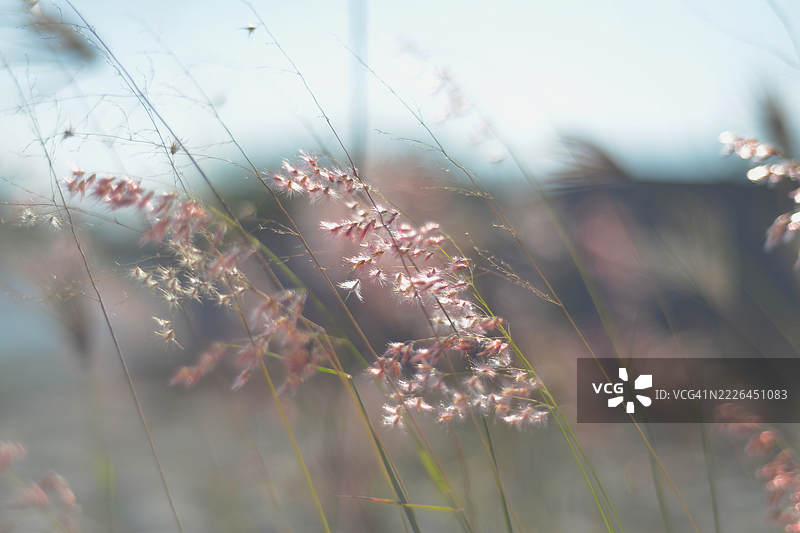 微风中轻柔的粉色草种头图片素材