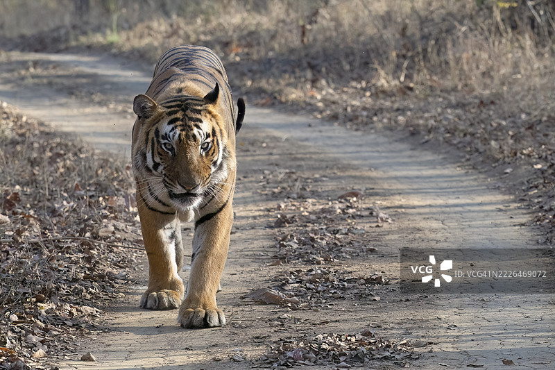 老虎(虎,Panthera tigris),孟加拉虎或印度虎,大型猫科动物(Pantherinae),食肉动物(Carnivora),高度濒危,雄性,晨光中行走,目光接触,具有威胁性,萨图拉国家公园,虎保护区,中央邦,帕赫马尔希生物圈保护区图片素材