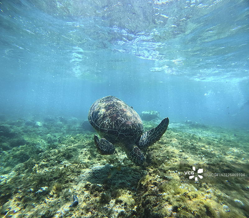 一只玳瑁海龟（eretmochelys imbricata）在菲律宾达乌因的阿波岛海洋保护区的珊瑚礁中潜水觅食。图片素材