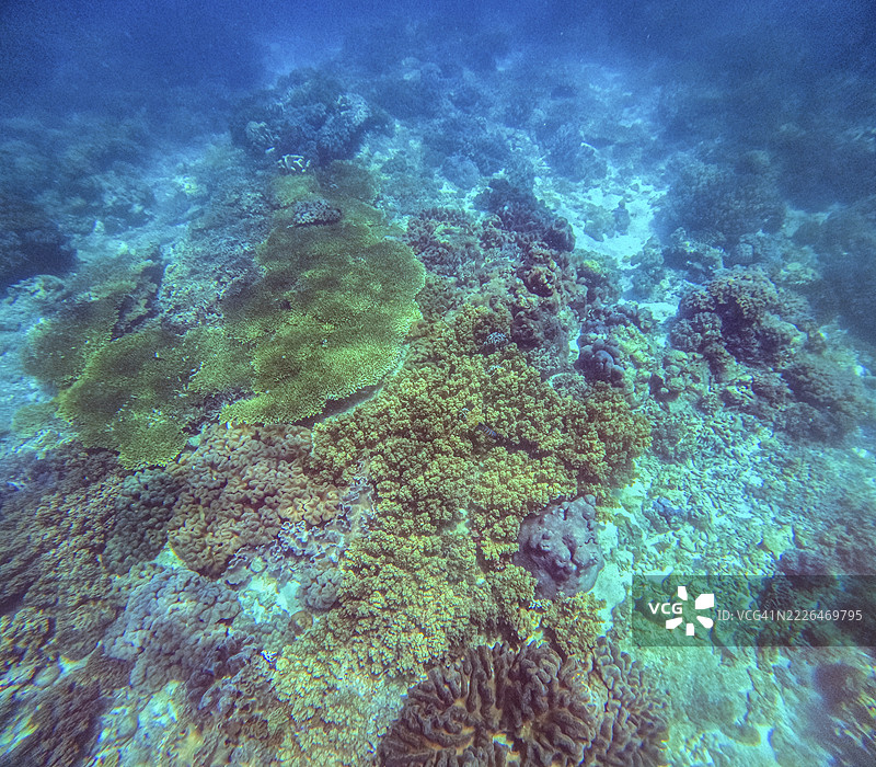 色彩斑斓的珊瑚，如扁枝珊瑚、柱状珊瑚和伞状珊瑚，覆盖在菲律宾道温阿波岛海岸的海底礁石上。图片素材