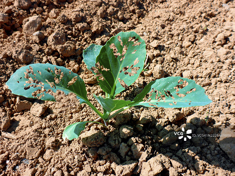 被捕食者啃食的科勒拉叶子图片素材