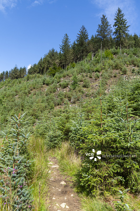 德比郡峰区的山丘上，森林区域正在恢复。图片素材