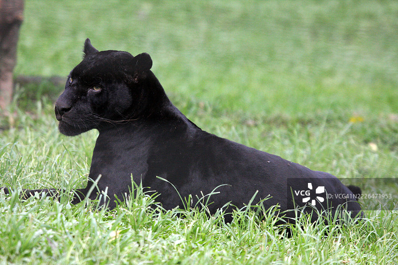 黑色美洲豹躺在潘塔纳尔的绿草坪上图片素材