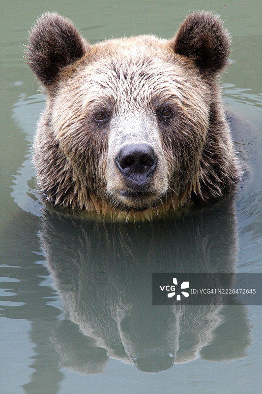 水中的棕熊图片素材