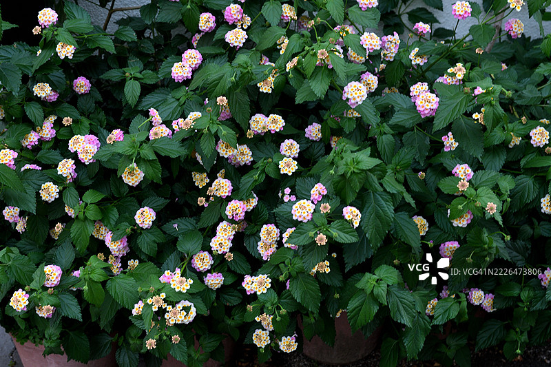 五彩缤纷的花簇:马缨丹/马缨丹(Lantana camara)/灌木马缨丹图片素材