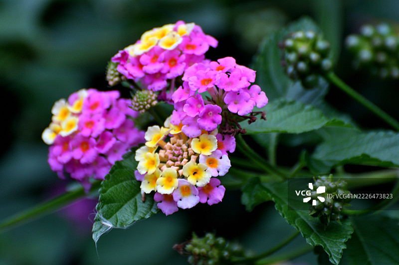 马缨丹/ 马缨丹（Lantana camara）/ 灌木马鞭草：色彩斑斓的花簇盛开图片素材