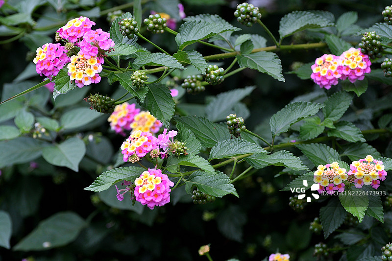 五彩缤纷的花簇：马缨丹/马缨丹（Lantana camara）/灌木马缨丹图片素材