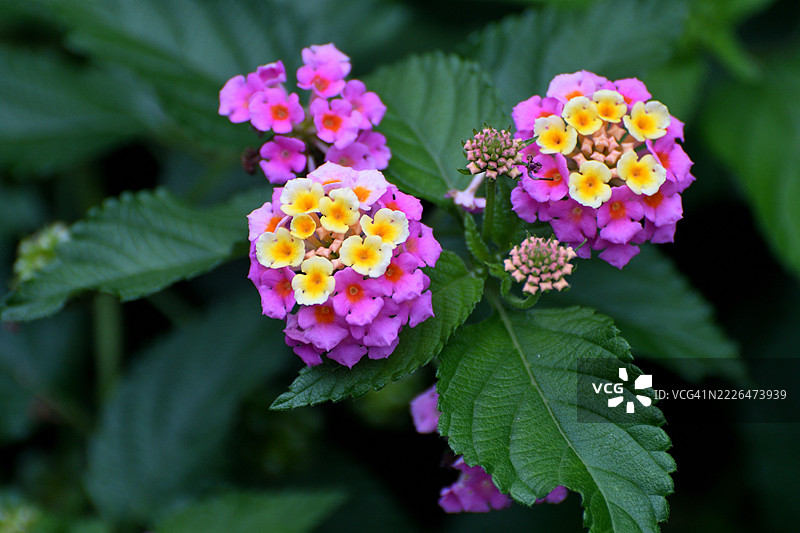 五彩缤纷的花簇：马缨丹/马缨丹（Lantana camara）/灌木马缨丹图片素材