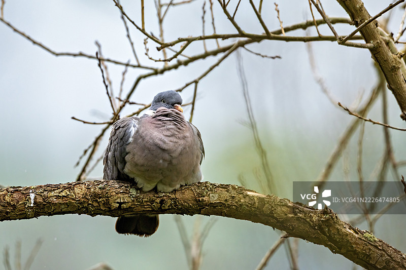 一只肥胖的鸽子坐在树枝上,周围是光秃的树枝,背景模糊。这是木鸽(Columba palumbus),拍摄于德国黑森州赫尔斯豪森。图片素材