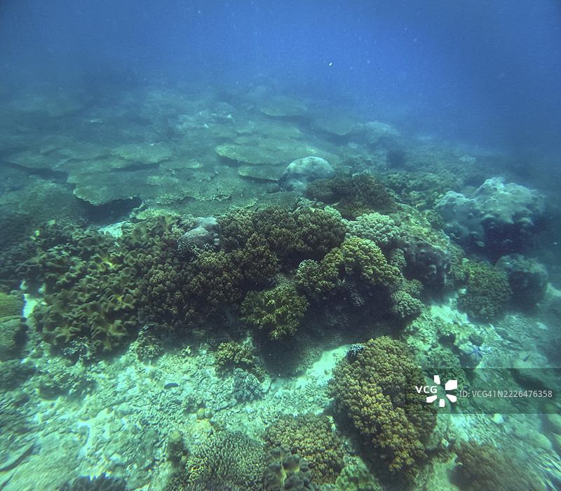 在菲律宾内格罗斯东方省的道温阿波岛海岸,清澈蓝水下的海底景观,生长着多样的珊瑚,如鹿角珊瑚、扇形珊瑚、圆柱珊瑚和伞状珊瑚。图片素材