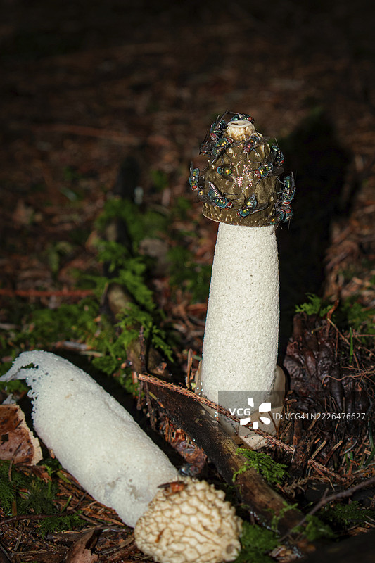 苍蝇聚集在臭角菌（Phallus impudicus）上，位于德国巴伐利亚的黑暗森林中图片素材