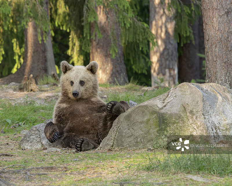 一只野生的欧亚棕熊，Ursus arctos arctos，正在芬兰悠闲地休息。图片素材