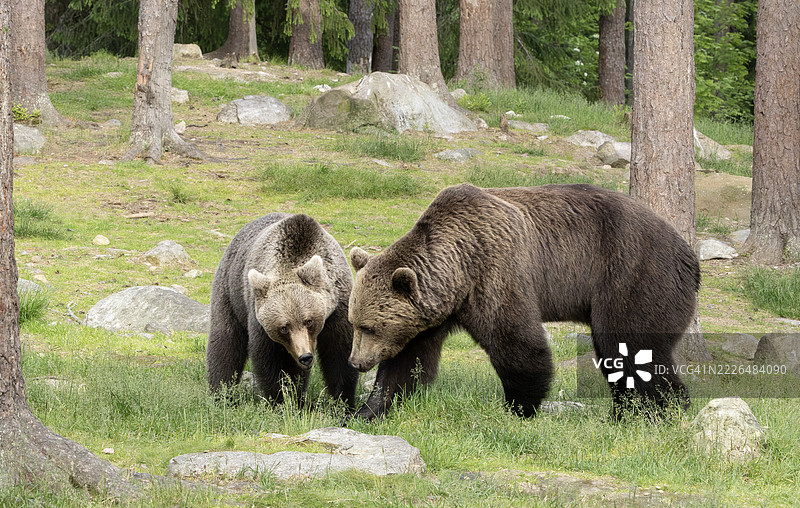 一对欧亚棕熊（Ursus arctos arctos）在繁衍季节一起：芬兰。图片素材