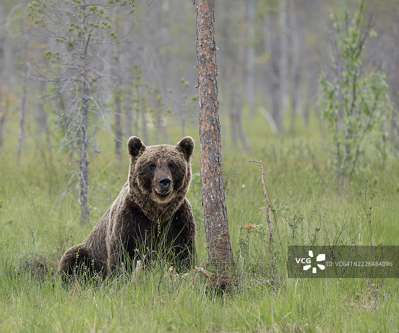 一只欧亚棕熊（Ursus arctos arctos）坐在一棵小树旁：芬兰。图片素材