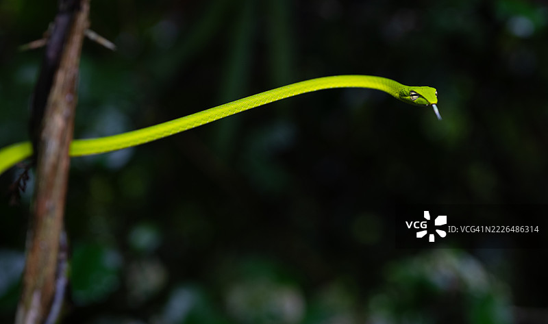 凯恩克拉昌国家公园的亚洲鞭蛇图片素材