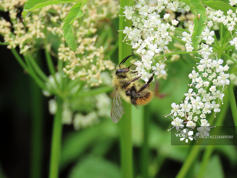 蜜蜂在花朵上的特写，温哥华，不列颠哥伦比亚省，加拿大图片素材
