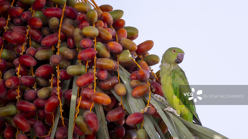 低角度视图的鹦鹉栖息在树上，沙特阿拉伯图片素材