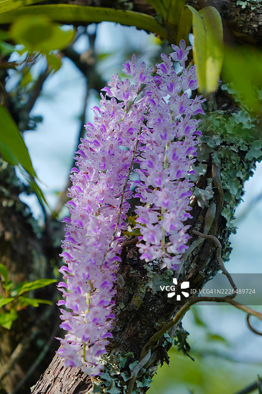 紫色开花植物特写，Lamshang，印度马尼普尔图片素材