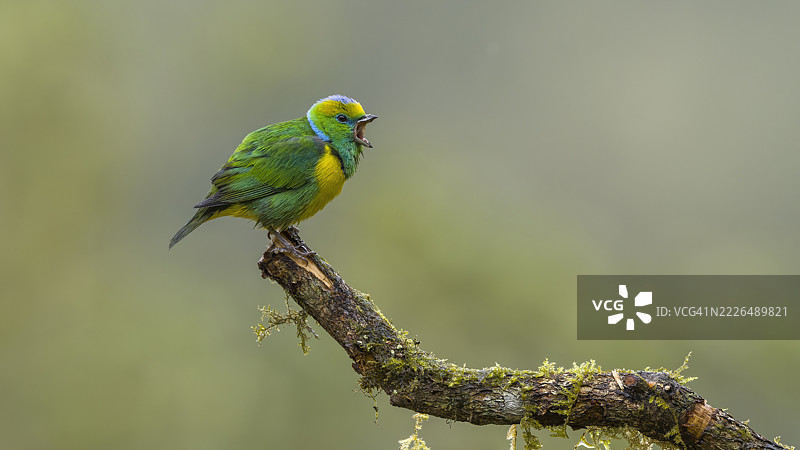 翠鸟栖息在树枝上的特写，哥斯达黎加图片素材