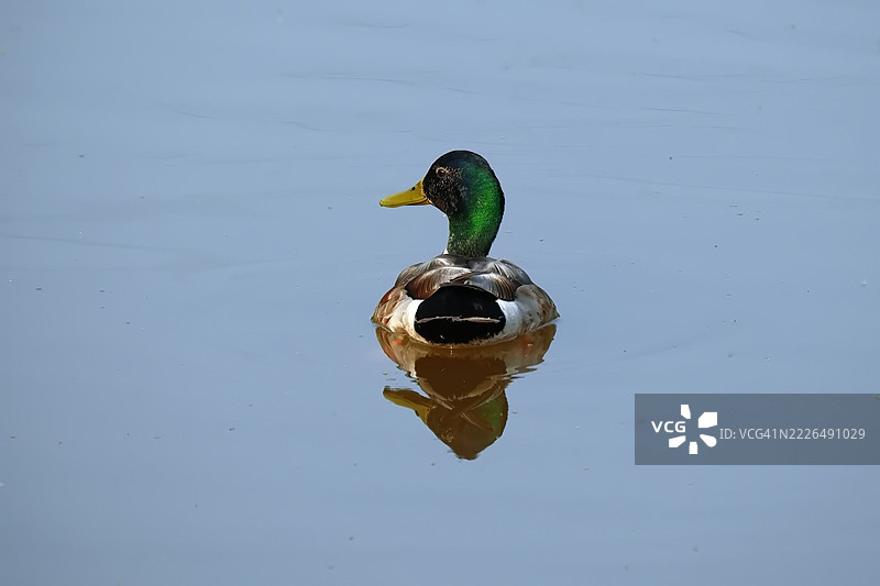 在安大略省伯灵顿的湖中游泳的绿头鸭特写镜头图片素材