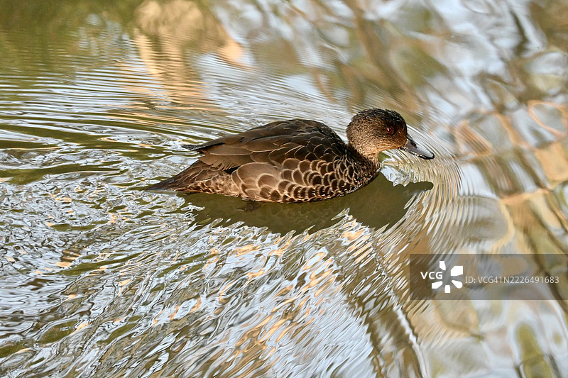高角度视图的北方铲嘴鸭在澳大利亚维多利亚州的坦普尔斯托湖中游泳图片素材