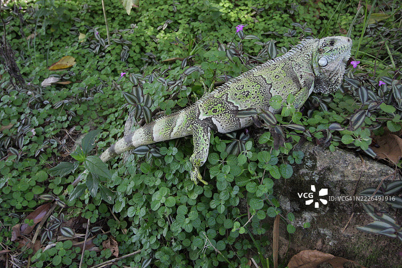 蜥蜴在森林中行走图片素材