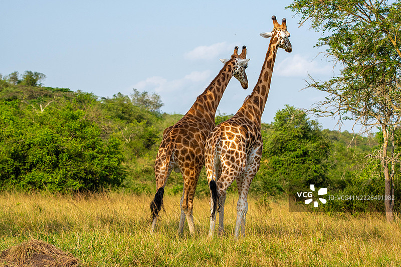 两只长颈鹿在一起，桑加，基鲁胡拉，乌干达图片素材