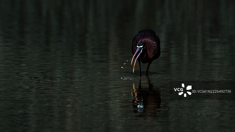 光泽鹮在水中 Plegadis falcinellus，法国图片素材