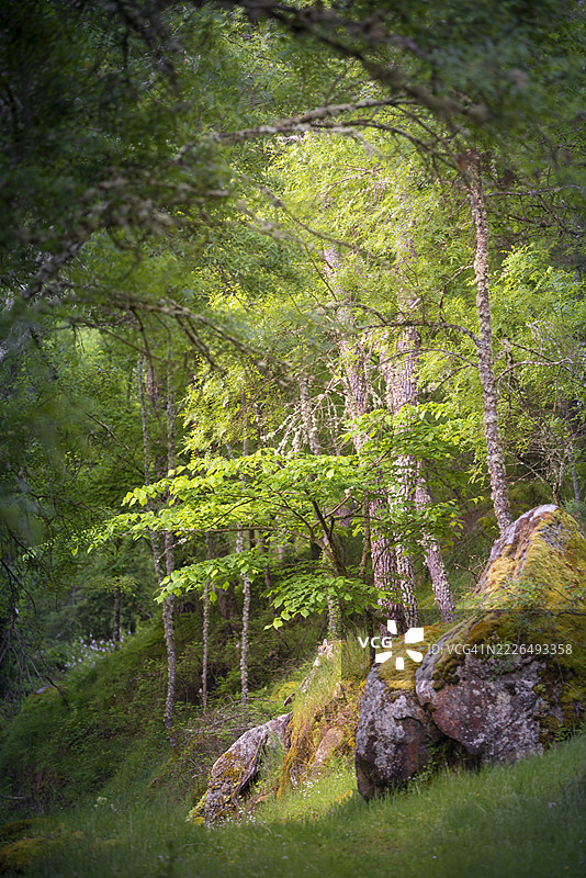 西班牙埃尔蒂恩布洛的森林中的树木图片素材
