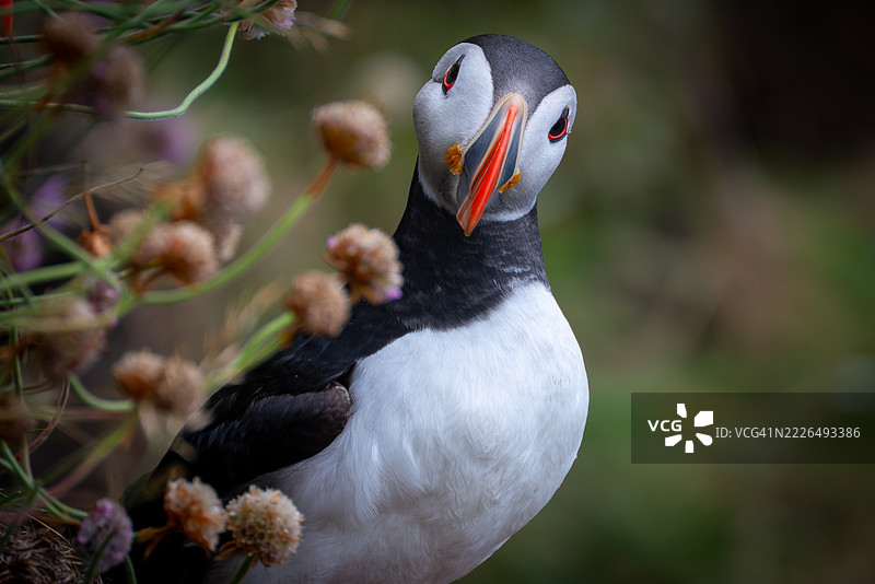 大西洋海雀特写，彼得黑德，英国，英国图片素材