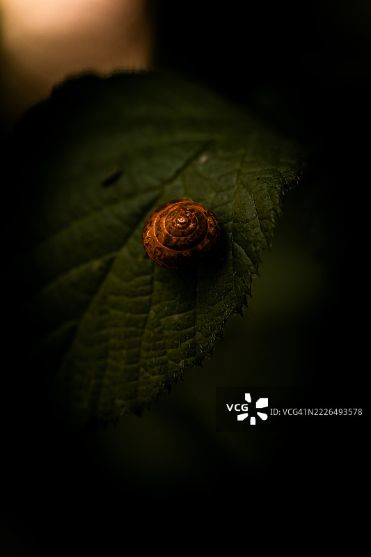 蜗牛特写，瑞士恩布拉赫图片素材