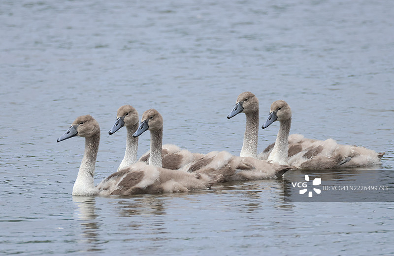 Five cute baby Mute Swans, Cygnus olor, swimming on a lake.图片素材